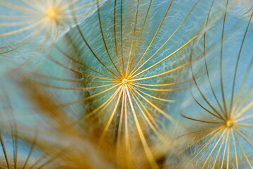 close-up of dandelion seeds on blurred background, airy and fluffy wallpaper, fluff fragments, dandelion fluff wallpaper, macro