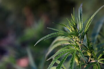 a branch with young hemp leaves in a field on a dark background