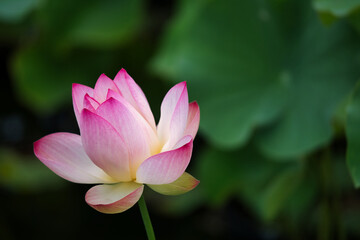 Fototapeta premium 蓮の花
