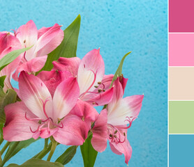 Color palette swatches of beautiful fresh pink blossom of lilium lily, lilies flower on blue background. Pastel trendy combination of fresh cyclamen green and creamy. Colorful inspiration from nature.