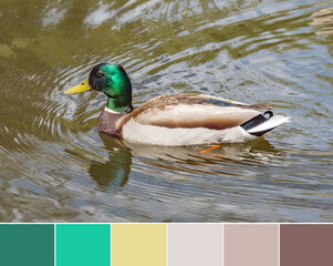 Color palette swatches of colorful wild duck waterbird with green head in the water. Pastel trendy combination of warm brown, beige, teal and yellow colors. Colorful inspiration from natural beauty.