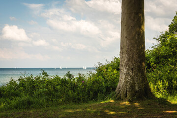 Baltic sea shore with trees and sailing boats at kiel