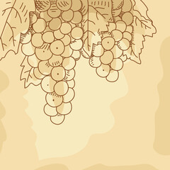 Grape engraving. Hand drawn vector illustration of grapes. Vine sketch.