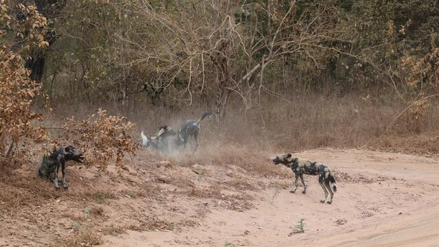 African Wild Dogs or Painted Wolves roaming in a pack in a protected national park, Tanzania, East Africa
