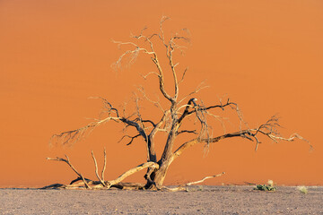 Fototapeta na wymiar Namibia, the Namib desert, an acacia tree in the dune