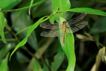 若いナツアカネ