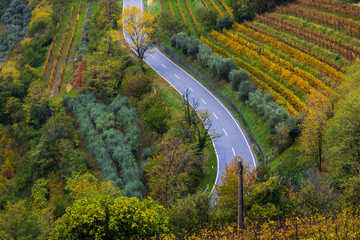 Road Trough Autumn Colours Vineyards Goriska brda Slovenia - obrazy, fototapety, plakaty