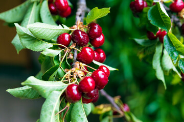 Fresh Cherries Fruits Close Up