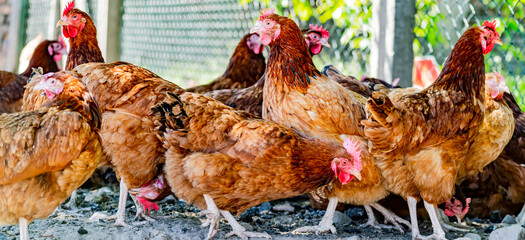 Chickens on traditional free range poultry farm © monticellllo