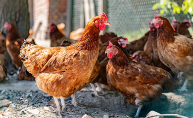 Chickens on traditional free range poultry farm