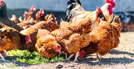 Chickens on traditional free range poultry farm © monticellllo