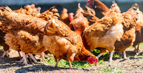 Chickens on traditional free range poultry farm © monticellllo