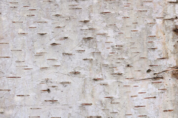 pattern of birch bark with black birch bark stripes on white birch bark and with wooden birch bark...