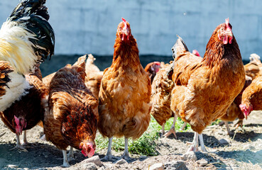 Chickens on traditional free range poultry farm © monticellllo