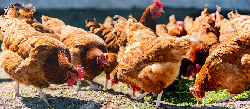 Chickens on traditional free range poultry farm