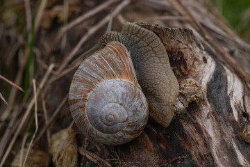 A closeup shot of a snail on a wood against a blurred background by summer day