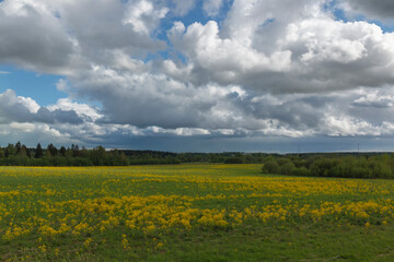 A rapeseed field in front of a forest against the sky by summer day