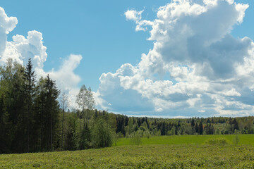 Fototapeta na wymiar A rapeseed field in front of cumulus clouds above a forest against the sky by summer day