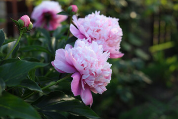Blooming peony plant with beautiful pink flowers outdoors, closeup