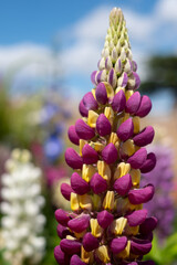Variety of colourful flowers in a flower bed, photographed at the Hampton Court Flower Show, East Molesey, UK.