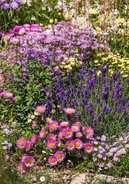Variety of colourful flowers in a flower bed, photographed at the Hampton Court Flower Show, East Molesey, UK.