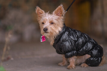 Beautiful thoroughbred Yorkshire terrier on a walk in clothes in autumn.