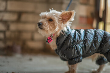 Beautiful thoroughbred Yorkshire terrier on a walk in clothes in autumn.