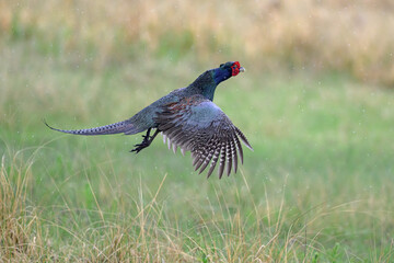 雨の草原のキジ