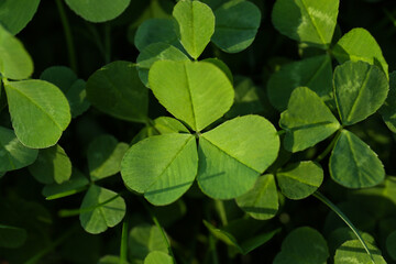 Closeup view of beautiful green clover leaves