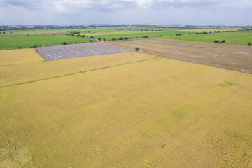 Naklejka premium aerial view from flying drone of Field rice with landscape green pattern nature background, top view field rice