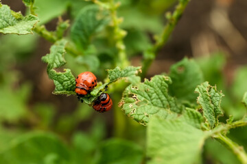 Larvae of colorado beetles on potato plant outdoors, closeup