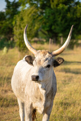hungarian grey cattle