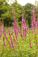 Lythrum salicaria, purple flower growing on the bank of a pond, water herb