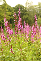 Lythrum salicaria, purple flower growing on the bank of a pond, water herb