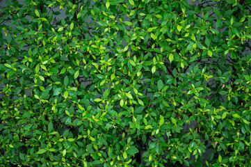green leaves natural background wallpaper, texture of leaf, leaves with space for text