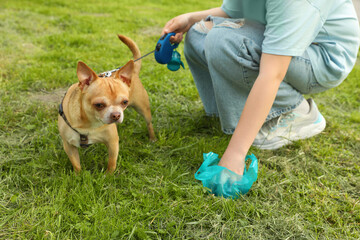 Woman picking up her dog's poop from green grass, closeup