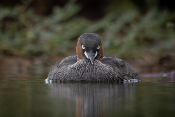 The little grebe, also known as dabchick, is a member of the grebe family of water birds