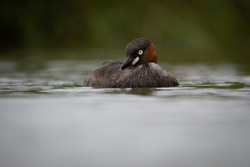 The little grebe, also known as dabchick, is a member of the grebe family of water birds