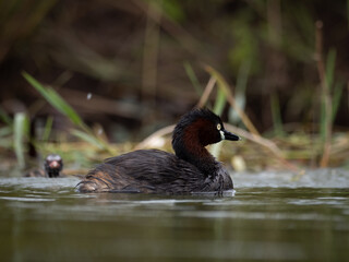 The little grebe, also known as dabchick, is a member of the grebe family of water birds