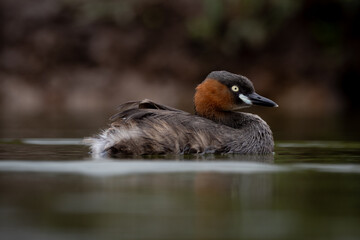 The little grebe, also known as dabchick, is a member of the grebe family of water birds