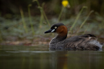 The little grebe, also known as dabchick, is a member of the grebe family of water birds