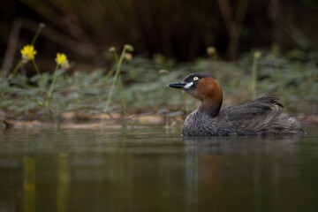 The little grebe, also known as dabchick, is a member of the grebe family of water birds