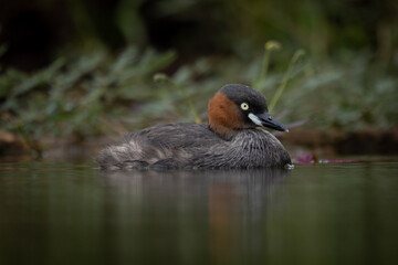 The little grebe, also known as dabchick, is a member of the grebe family of water birds