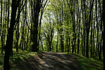 footpath in the forest