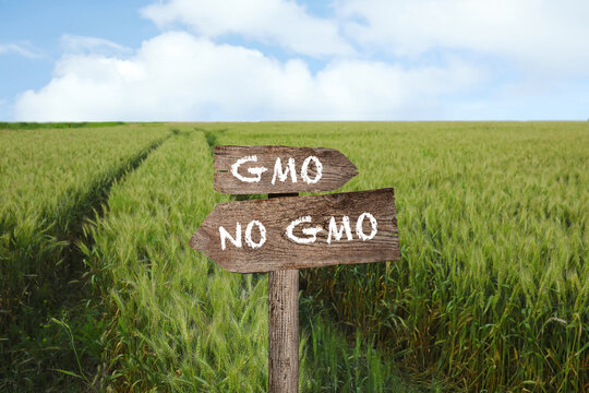Concept of GMO. Wooden sign in field with ripening wheat
