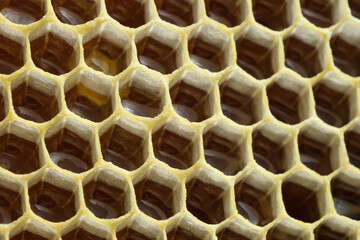 Fragment of honeycomb with full cells. Beekeeping and honey production image.