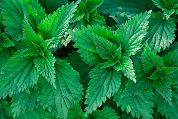 Photo of a plant nettle. Nettle with fluffy green leaves. Background Plant nettle grows in the ground. Nettle on a natural background.