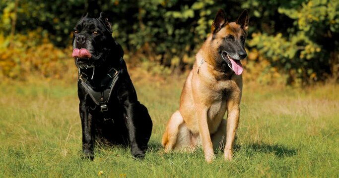 Hand-held Shooting, Hand-held Shot. Malinois Dog And Black Cane Corso Dog Sitting Together In Grass. Belgian Sheepdog Are Active, Intelligent, Friendly, Protective, Alert And Hard-working. Belgium