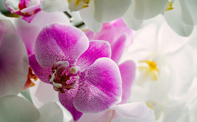 Fototapeta na wymiar pink phalaenopsis orchid flowers
