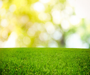 Fototapeta na wymiar Beautiful lawn with green grass on sunny day. Bokeh effect